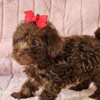 Skylar, a female Schnoodle for sale in Brashear, TX – Photo 1 of 2