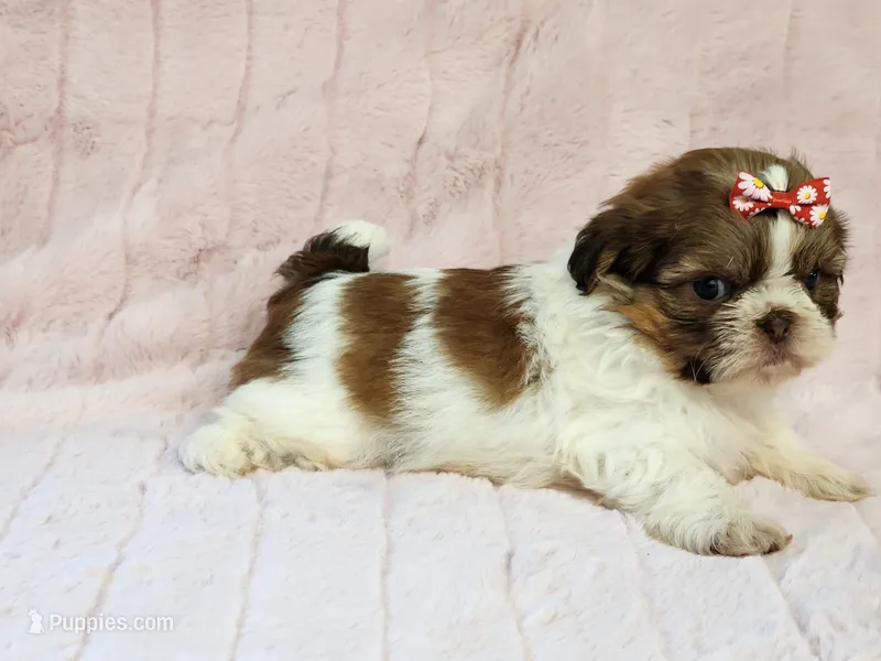 Tinkerbell – Shih Tzu puppy for sale in Brashear, TX