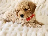 Piper Pending, a male Maltipoo for sale in Brashear, TX – Photo 2 of 2