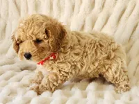 Piper Pending, a male Maltipoo for sale in Brashear, TX – Photo 1 of 2