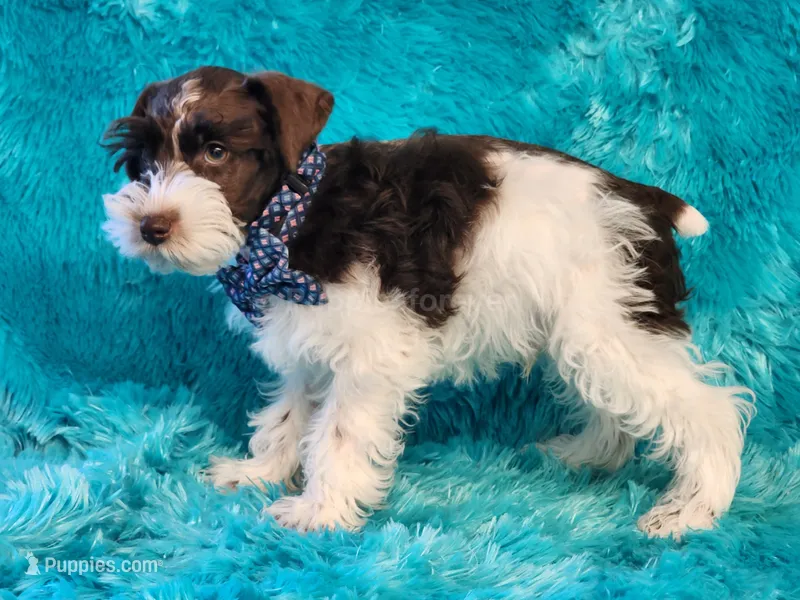 Jingles – Miniature Schnauzer puppy for sale in Brashear, TX