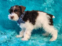 Jingles, a male Miniature Schnauzer for sale in Brashear, TX – 1 of 2