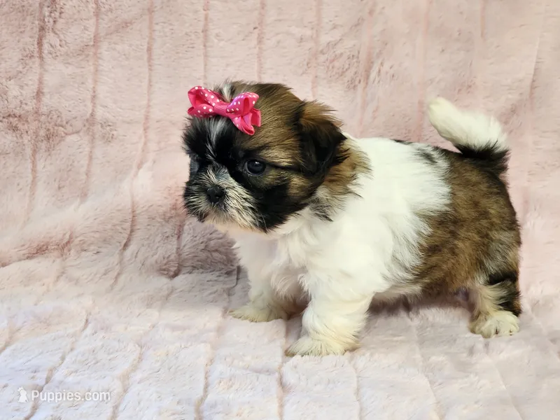 Brooke – Shih Tzu puppy for sale in Brashear, TX