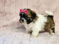Brooke, a female Shih Tzu for sale in Brashear, TX – 1 of 2