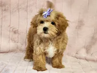 Pebbles, a female Maltipoo for sale in Brashear, TX – 2 of 2