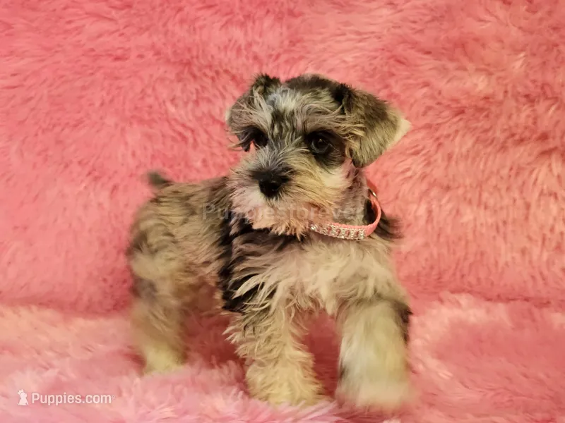 Sky – Miniature Schnauzer puppy for sale in Brashear, TX
