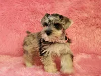 Sky, a female Miniature Schnauzer for sale in Brashear, TX – 1 of 2
