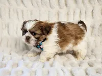 Snickers, a male Shih Tzu for sale in Brashear, TX – 1 of 2