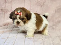 Tinkerbell, a female Shih Tzu for sale in Brashear, TX – 2 of 2