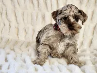 Marbles, a male Miniature Schnauzer for sale in Brashear, TX – Photo 1 of 2