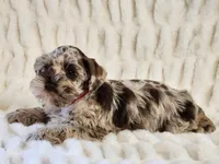 Marbles, a male Miniature Schnauzer for sale in Brashear, TX – Photo 2 of 2