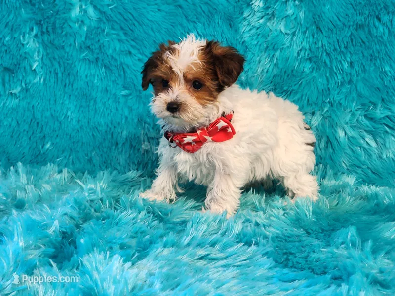 Pipsqueak – Yorkipoo puppy for sale in Brashear, TX