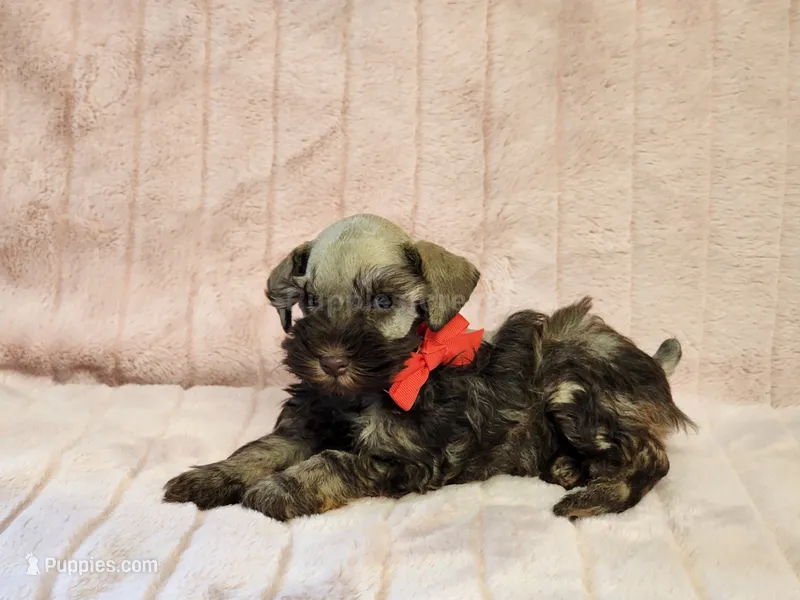 Chelsea – Miniature Schnauzer puppy for sale in Brashear, TX