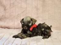 Chelsea, a female Miniature Schnauzer for sale in Brashear, TX – 1 of 3