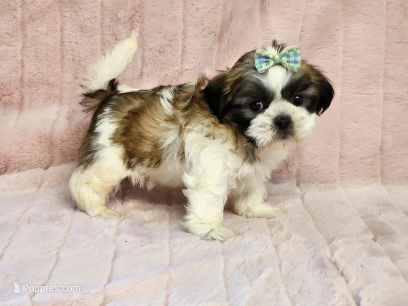 Stardust – Shih Tzu puppy for sale in Brashear, TX