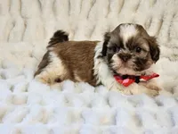 Teddy, a male Shih Tzu for sale in Brashear, TX – 2 of 2