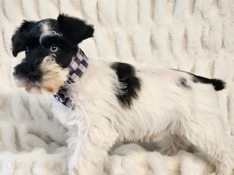 Jingles – Miniature Schnauzer puppy for sale in Brashear, TX
