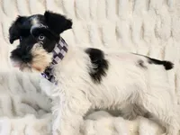 Jingles, a male Miniature Schnauzer for sale in Brashear, TX – 1 of 3