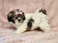 Winnie, a female Shih Tzu for sale in Brashear, TX – 2 of 3
