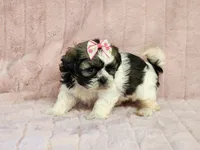 Muffin, a female Shih Tzu for sale in Brashear, TX – 2 of 2