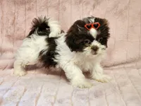 Mocha, a female Shih Tzu for sale in Brashear, TX – 1 of 3