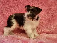 Josie, a female Miniature Schnauzer for sale in Brashear, TX – 2 of 2