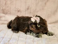 Coco, a female Shih Tzu for sale in Brashear, TX – 3 of 3