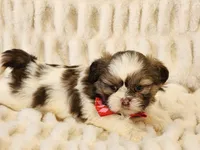 Elvis, a male Shih Tzu for sale in Brashear, TX – Photo 1 of 2