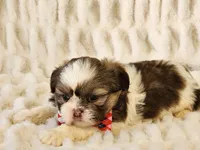 Elvis, a male Shih Tzu for sale in Brashear, TX – Photo 2 of 2