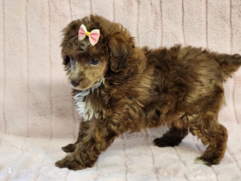 Star – Poodle - Toy  puppy for sale in Brashear, TX