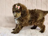 Star, a female Poodle - Toy  for sale in Brashear, TX – 1 of 2