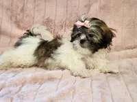Winnie, a female Shih Tzu for sale in Brashear, TX – 3 of 3