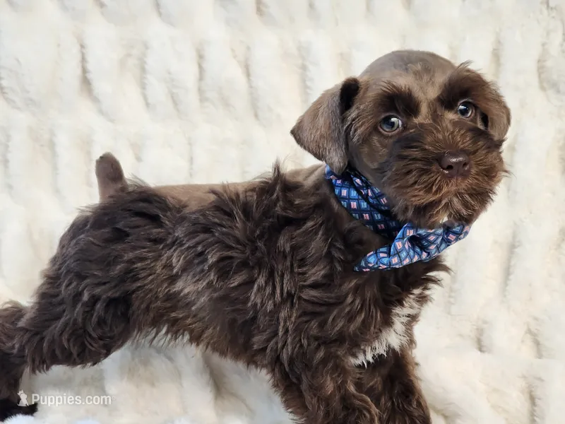 Sailor – Miniature Schnauzer puppy for sale in Brashear, TX