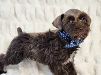 Sailor, a male Miniature Schnauzer for sale in Brashear, TX – 1 of 2