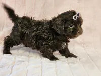 Gabby, a female Shihpoo for sale in Brashear, TX – 2 of 2