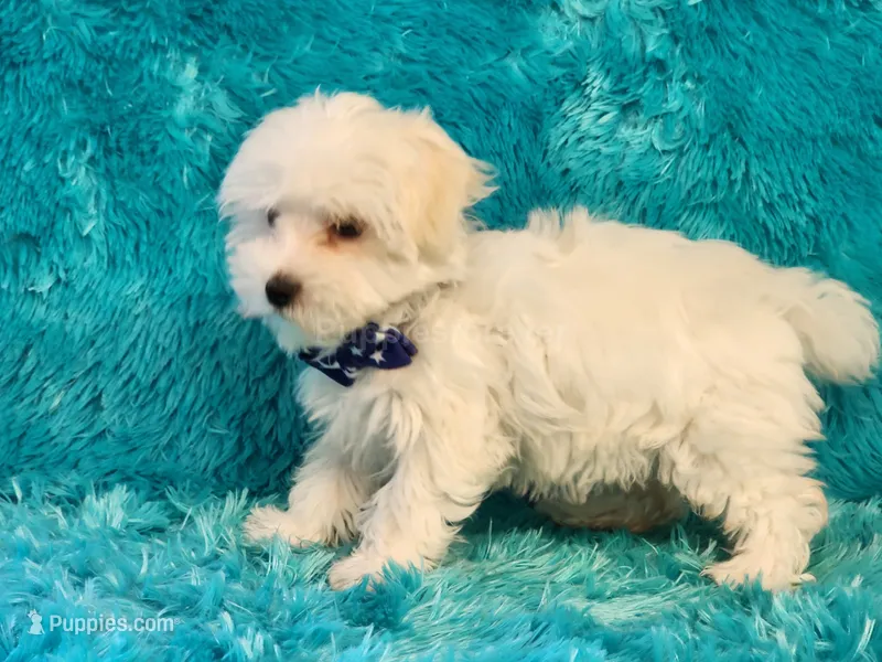 Casper – Morkie puppy for sale in Brashear, TX