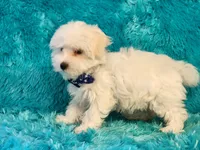 Casper, a male Morkie for sale in Brashear, TX – 1 of 2