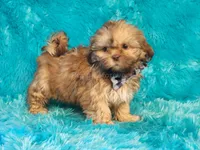 Teddy, a male Shih Tzu for sale in Brashear, TX – 1 of 2