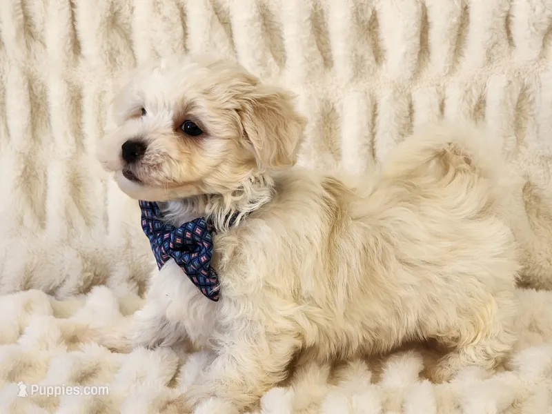 Louie – Maltipoo puppy for sale in Brashear, TX