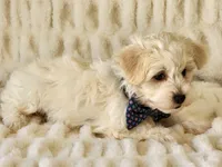 Louie, a male Maltipoo for sale in Brashear, TX – Photo 2 of 2