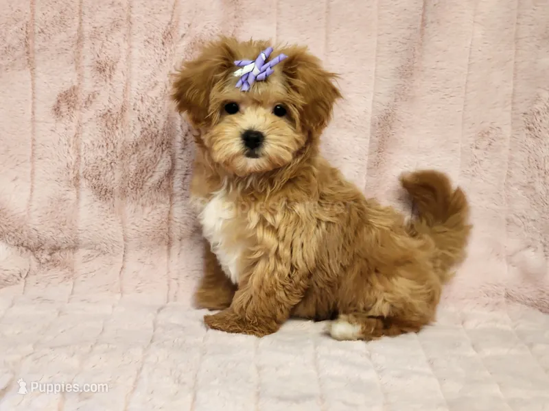 Pebbles – Maltipoo puppy for sale in Brashear, TX