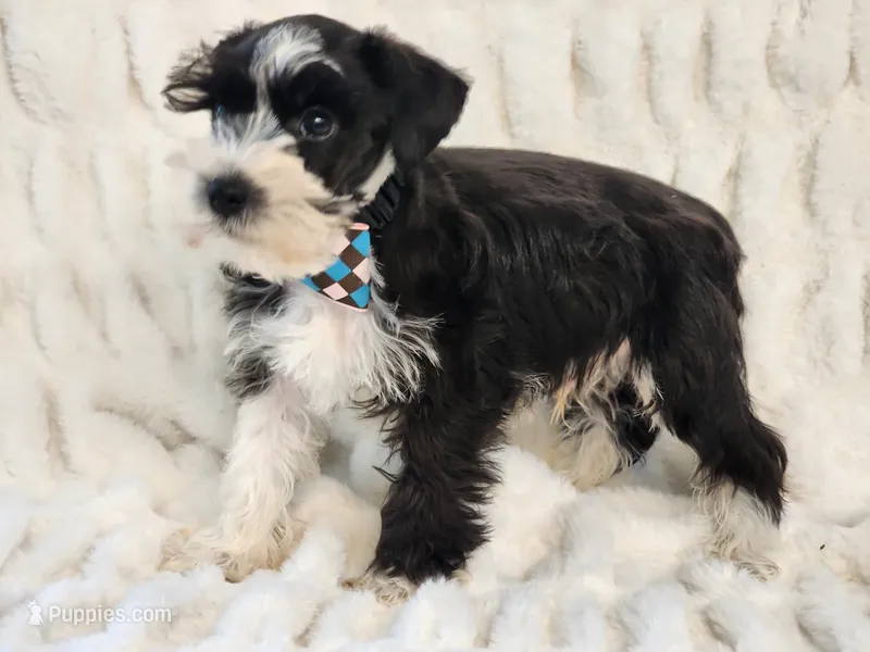 Crusier – Miniature Schnauzer puppy for sale in Brashear, TX