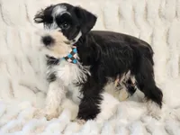 Crusier, a male Miniature Schnauzer for sale in Brashear, TX – 1 of 3
