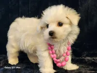 Lucy, a female Maltese for sale in Brashear, TX – Photo 2 of 3