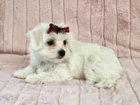 Lucy, a female Maltese for sale in Brashear, TX – Photo 3 of 3