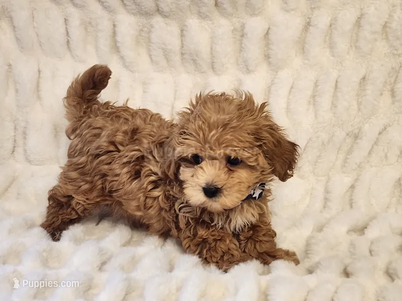 Mickey – Maltipoo puppy for sale in Brashear, TX