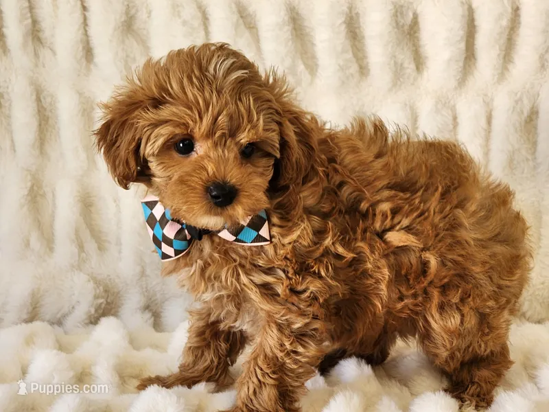 Rusty – Yorkipoo puppy for sale in Brashear, TX
