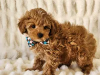 Rusty, a male Yorkipoo for sale in Brashear, TX – Photo 1 of 2