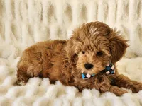 Rusty, a male Yorkipoo for sale in Brashear, TX – Photo 2 of 2