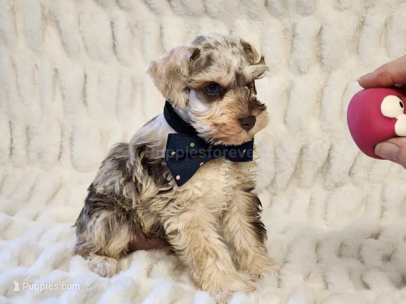 Fritz – Miniature Schnauzer puppy for sale in Brashear, TX